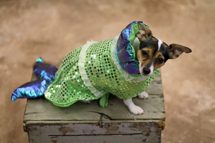 A dog in a mermaid costume